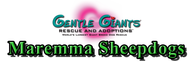 Maremma Sheepdogs at Gentle Giants Rescue and Adoptions